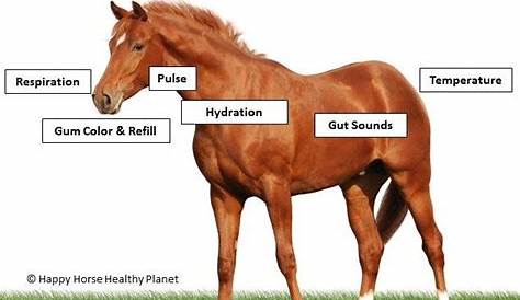 Pin on ~A Healthy Horse is a Happy Horse~