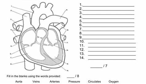 circulatory system anatomy and basic functions worksheet answers