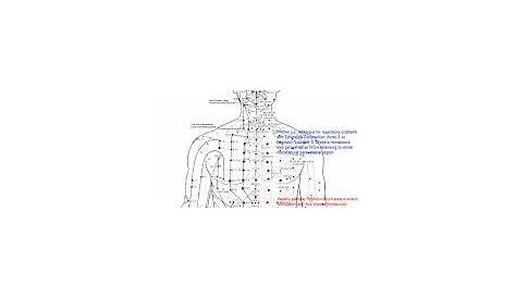 Image result for acupuncture needle placement | Acupuncture points