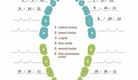 Baby Bednarczyk: The tooth chart