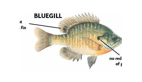 Fish Identification - Tennessee Fishing | eRegulations