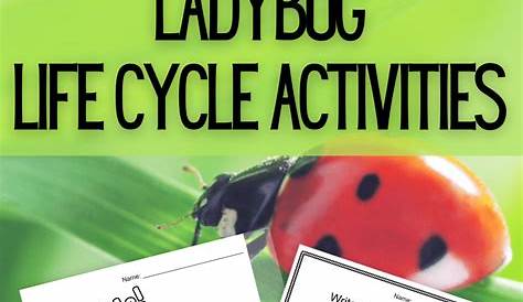 ladybug life cycle worksheets