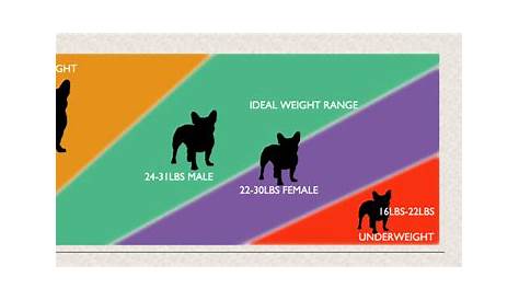 French Bulldog Weight Guide - Is Your Frenchie Healthy? | French