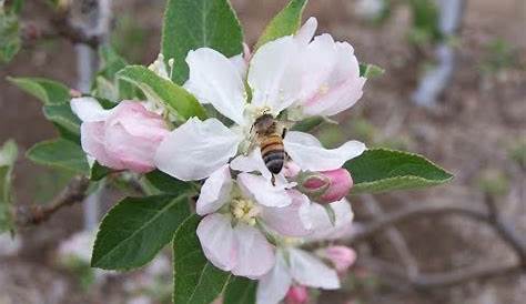 Apple Tree Pollination Chart Pdf - All information about healthy