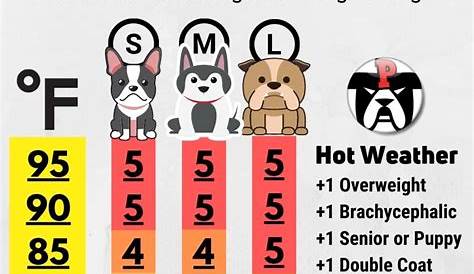 Safe Outdoor Temperatures for Dogs - PETRAGE