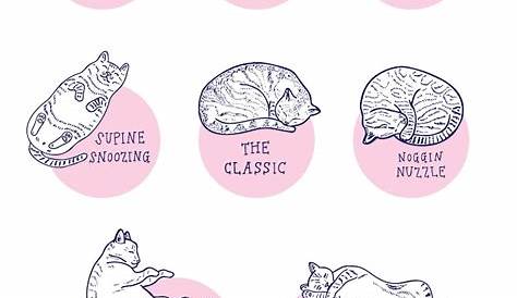 Art Print A Field Guide to Cat Sleeping Positions 300mm X - Etsy Australia