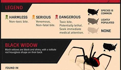 Identifying Common U.S. House Spiders | House spider, Spider, Pest control