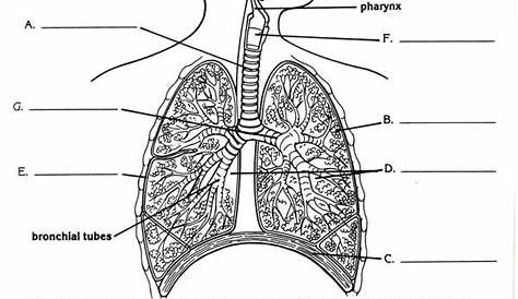 Respiratory System | Human respiratory system, Respiratory system