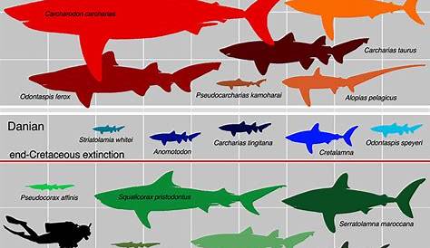 Sharks got smaller after mass extinction event | Natural History Museum
