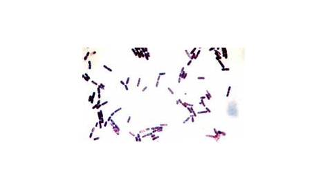 Image result for dog ear cytology pictures | Cytology | Ear, Dogs