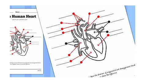 Heart Worksheet - human heart, labelling, worksheet