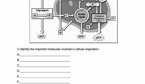 Cellular Respiration Worksheet Template printable pdf download