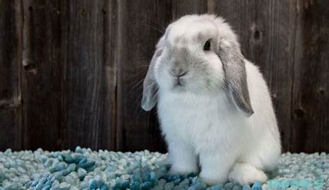holland lop growth chart