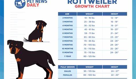 female rottweiler growth chart