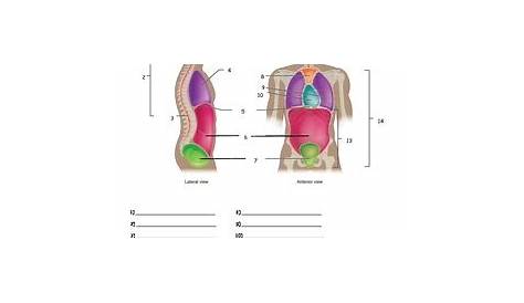 Body Cavities Quiz or Worksheet by Everything Science and Beyond