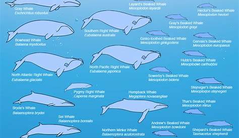 whale chart by size