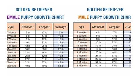 golden retriever height chart