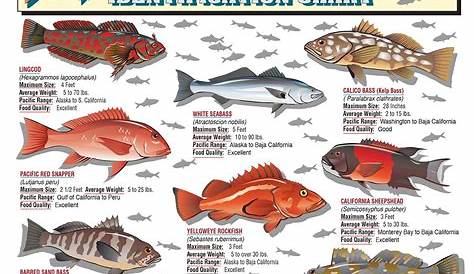 galveston fish species chart