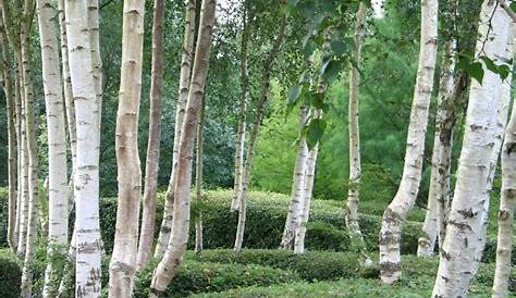 White Weeping Birch 12" Pot - Hello Hello Plants & Garden Supplies