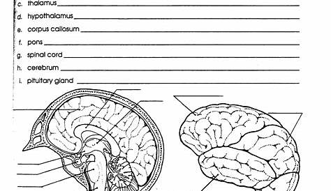 structure of the brain worksheets