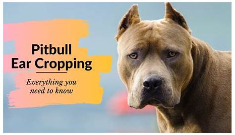 Pitbull Ear Cropping: Everything you need to know