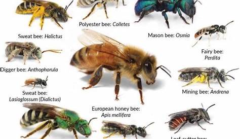 Types Of Bees Chart