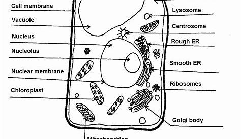 parts of an animal cell worksheet