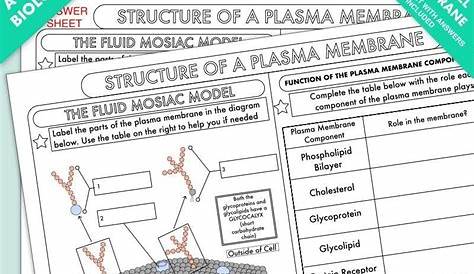 membrane function worksheet answers