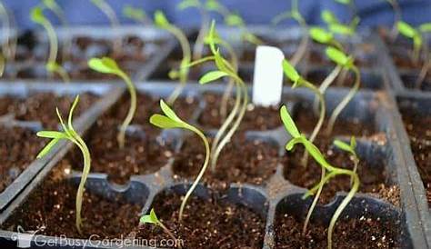 how much light do vegetable seedlings need