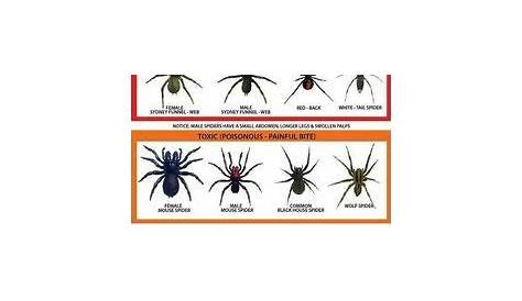 spiders of california - Google Search | Spider identification chart