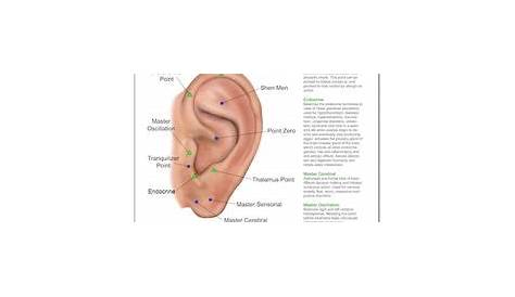 ear seeds placement chart for anxiety