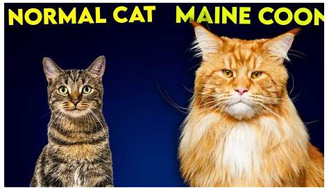 Maine Coon Size Chart by age and compared to other cat breeds