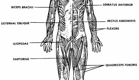 Images 05. Muscular System - Basic Human Anatomy