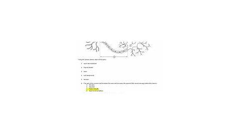 NEURON WORKSHEET.docx - NEURON WORKSHEET Using the picture above label