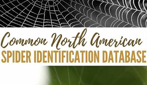 Identify the Deadly Spiders of North America | SHTFPreparedness