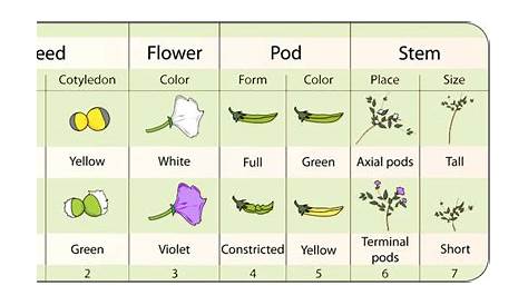 Mendel's Pea Plants ( Read ) | Biology | CK-12 Foundation