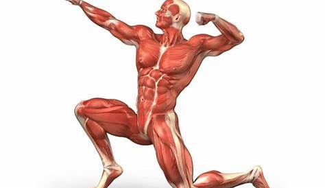 Unit 5: Muscular System