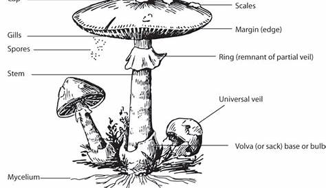 Magic Mushroom Hunters: Anatomy of a Mushroom