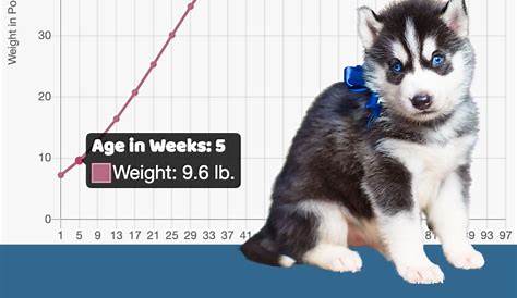 weight husky growth chart
