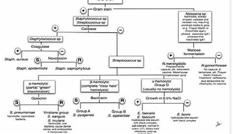 gram negative cocci flow chart