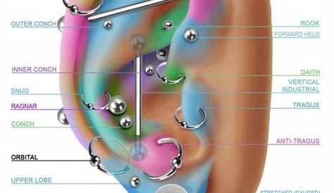 Piercings Of The Ear Diagram | Face piercings, Ear piercing diagram, Cool ear piercings