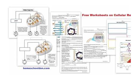 Free Cellular Respiration Worksheets - Homeschool Den