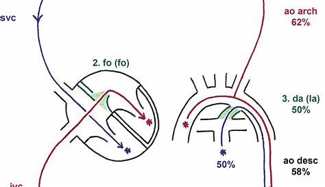 fetal circulation schematic diagram