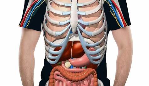 human body organ chart