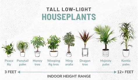 light requirements for plants