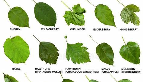 shrub leaf identification chart