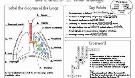 Respiratory System Worksheet Pdf Luxury 15 Best Of 5 Senses Worksheets