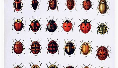 "Vintage Beetles Species Diagram | Vintage Beetles | Insect Anatomy
