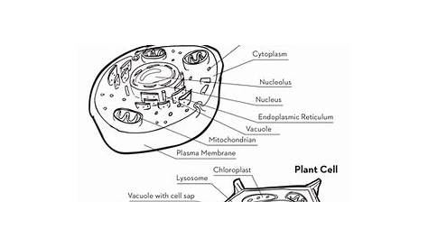 Animal and Plant Cells | Worksheet | Education.com | Plant cells