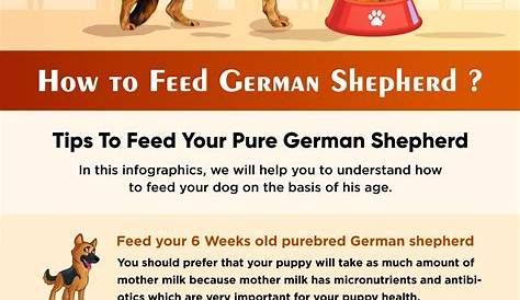German Shepherd Puppies How Much To Feed - Pets Lovers